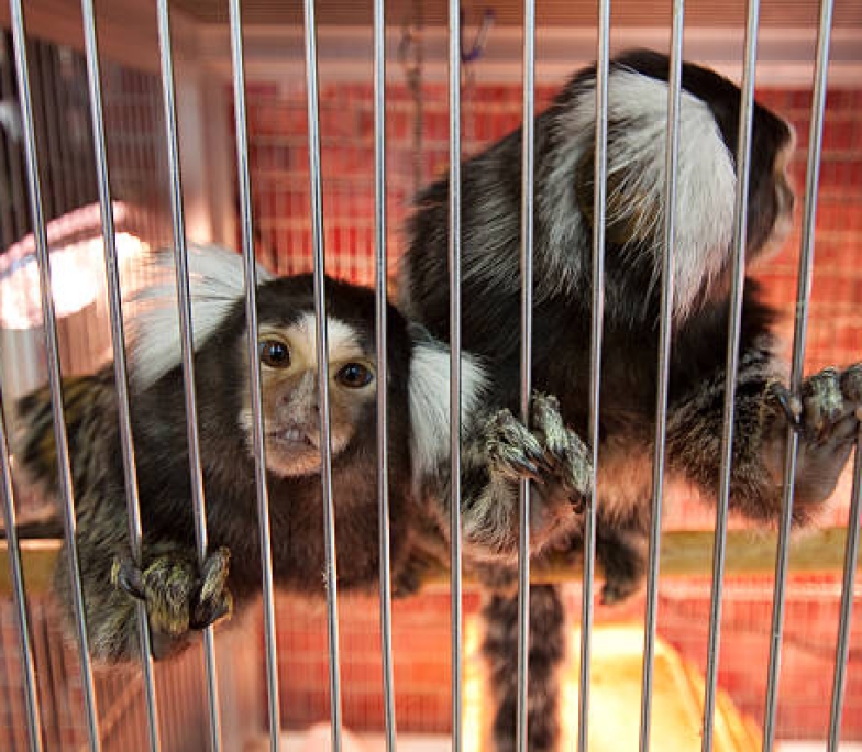 Curious marmoset Monkey in cage