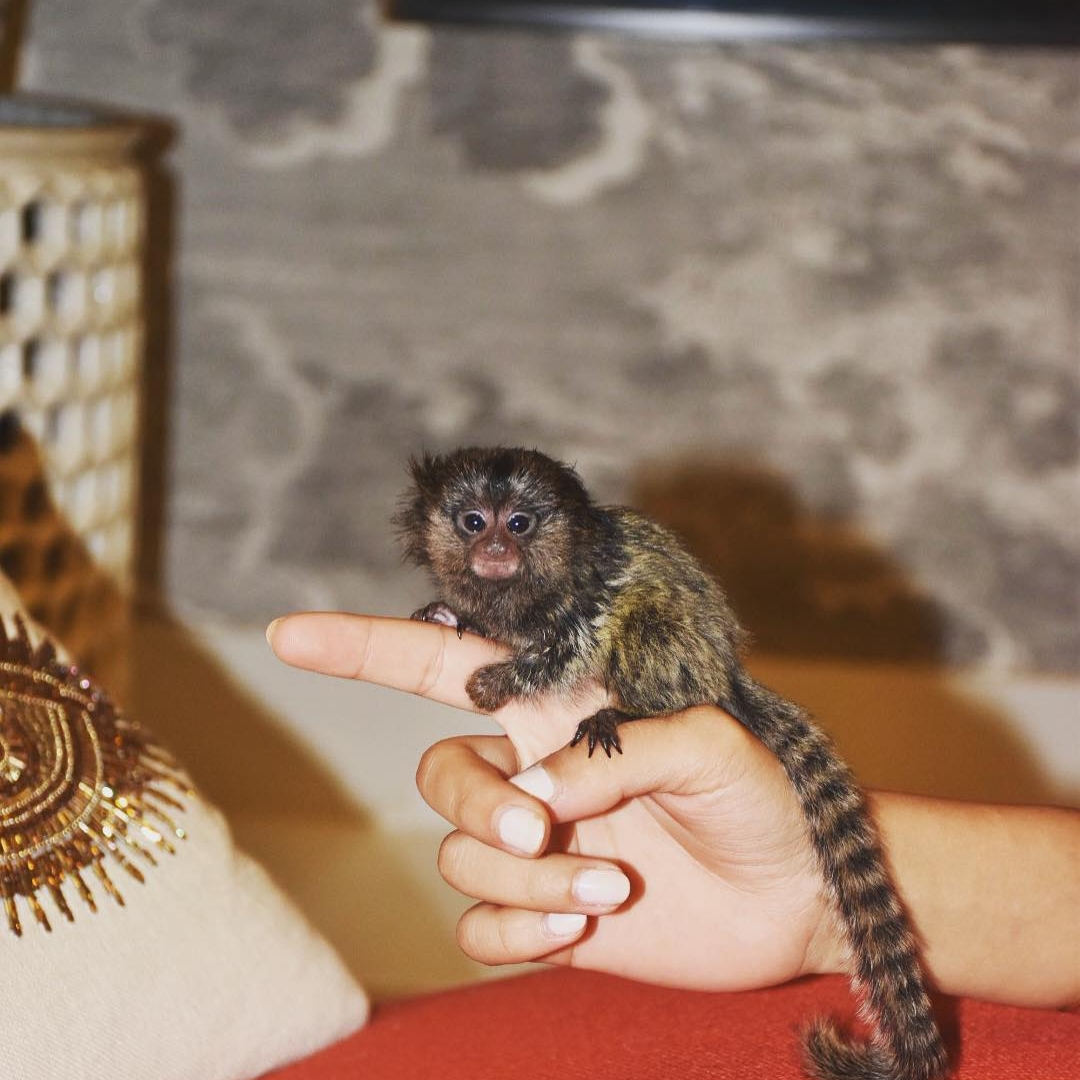 Akila-marmoset.jpg