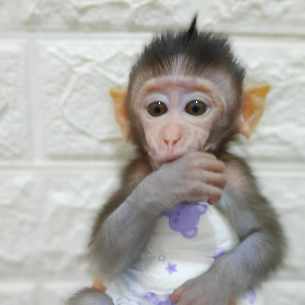 Baby-Capuchin.jpeg