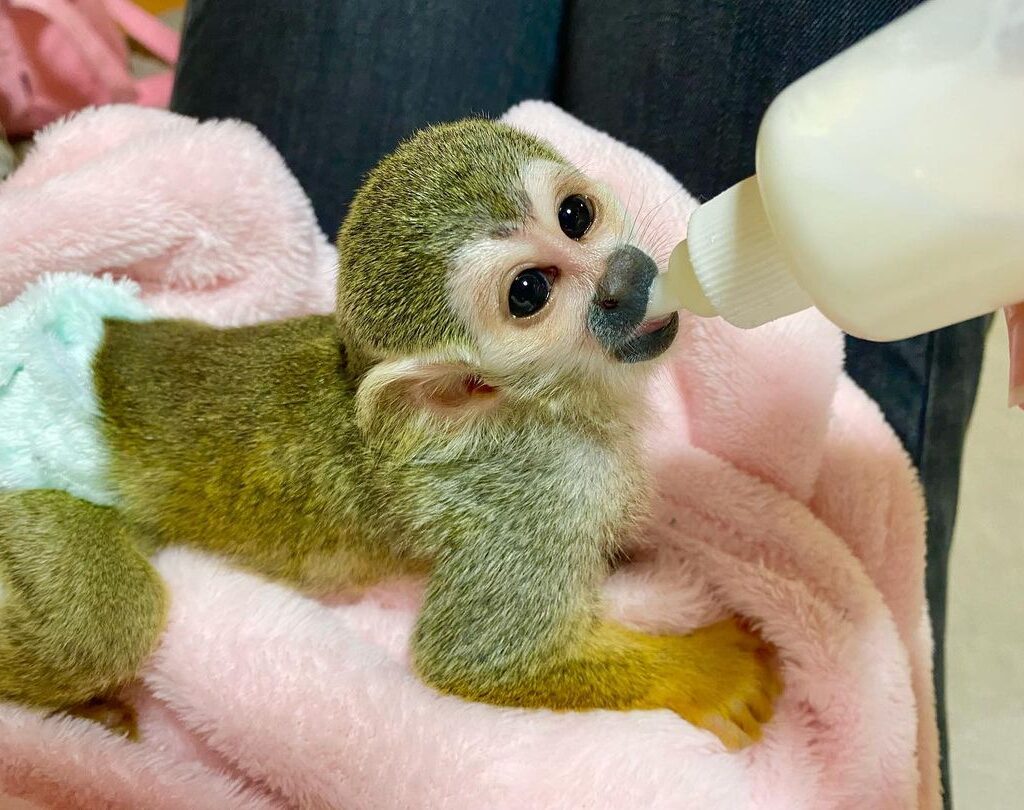pipi-squirrel-monkey.jpg