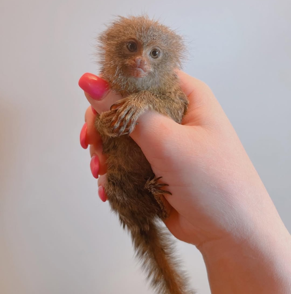 Lilo Marmoset