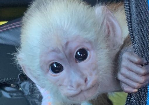 baby capuchin home